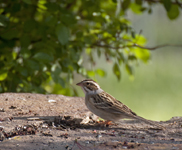 Clay colored Sparrow 7666
